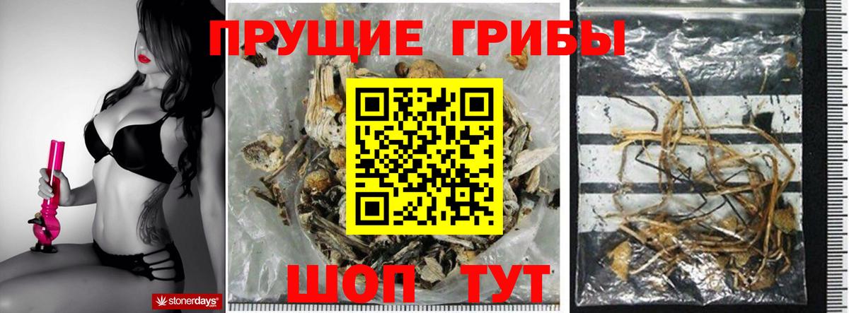 Псилоцибиновые грибы Psilocybe Мценск